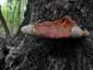 Májgomba (Fistulina hepatica), Budai-hegység